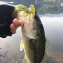 춘천시남면가정보건진료소 | 춘천배스- 춘천시 남면 배스낚시 포인트