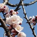 팔곡당산 산신당 및 산신제 네이버블로그