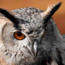 조선행정사 이미지