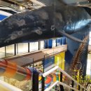 장생포고래박물관 이미지