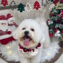 댕댕미작 이미지