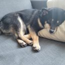 뉴욕동물병원 이미지