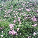 둘리 농장 이미지