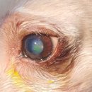 송도건국동물병원 이미지