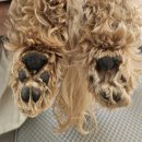 뉴데이 반려견 미용실 | 멍그리냥 애견미용원데이클래스 후기, 반려견 미용 걱정 끝!