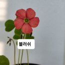 사랑초 노바 플로센트 브로큰컬러 이미지