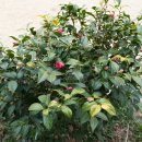 우체국길 이미지