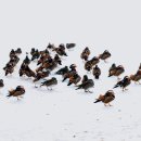 나자바바라 이미지