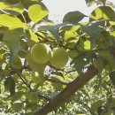 비야농장 이미지