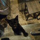 멍냥이꼬 이미지