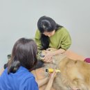 1701 | 소금이 두 번째 헌혈 후기 💗 1701호 헌혈견이 되었어요!