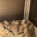 김포메추리농장 이미지