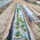 영고농장 이미지