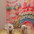 비슬로481길 | 애견카페 온니담