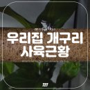 Tree Pet(트리펫) | 우리집 개구리 사육일기│다시 사육을 시작한 화이트 트리 프록 블루폼과 아마존 밀키프록!
