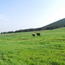 고운목장 이미지