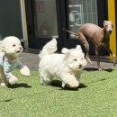 털로덮인 친구들 커먼그라운드점 | 광진구애견유치원, 털로덮인친구들 커먼그라운드점의 일상을 소개합니다!