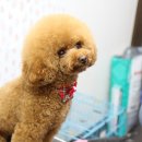 상콤 발랄 헬로퍼피 이미지