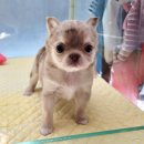 개네가 고양이네 | 화성 강아지분양/ 남양 강아지분양 개네가고양이네 추천