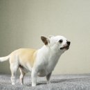 순간의기록 | 대전강아지분양 추천 후기, 가족이 된 순간의 기록