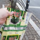 목동찹쌀호떡 이미지