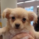 수암동물병원 이미지