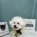 멍지펫살롱 이미지