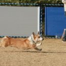 싼쵸(sancho)