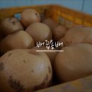 설 선물용 여주 신고배 판매 , 배즙배&가정용 흠집배 있어요. 이미지