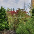 내자약국 이미지