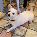 맥시칸치킨호프 이미지