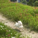 강아지 그리다 이미지