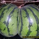 오과일 Daum카페
