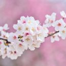 04월9일(화)소래산-인천대공원 벚꽃놀이! 이미지