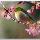 봄을 그리며 이미지