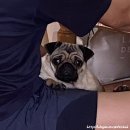 무등차목장 | 슈니의 일상 포토덤프 4주차 •퍼그 자두•레인부츠 양말 추천