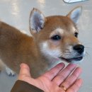 세온동물병원 이미지