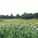 알마니농장 이미지