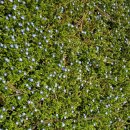 매실농장 이미지