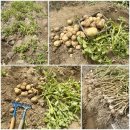 꽃무지풀무지유치원 이미지