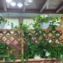 예당민물장어 이미지