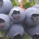 김영농장 이미지