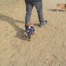 윤선생애견훈련소 이미지