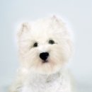 리얼허브애견카페 이미지