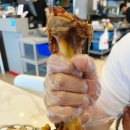 참숯과 솔방울이 베어 구운 기막힌 직화구이 원주 중앙동 맛집 “솔방울매운족발”