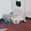 레오의집