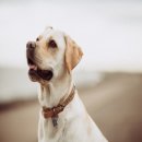 유어펫 일산본점 이미지