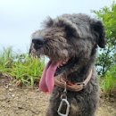 죽관메원 이미지