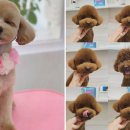 왈왈미용실 이미지