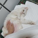 딩굴댕굴 | 딩굴댕굴 뒤죽박죽 블챌